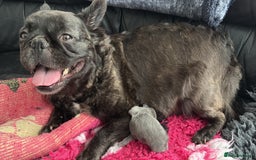 French Bulldog dogs for sale: KC fluffy French bulldog puppies - Image 2