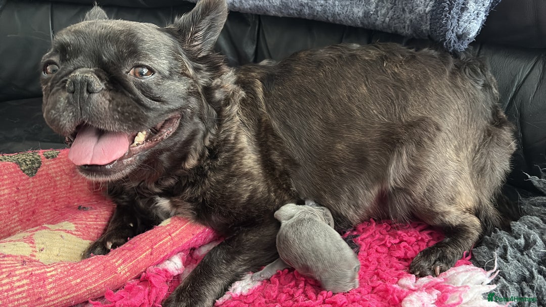 French Bulldog dogs for sale: KC fluffy French bulldog puppies - Image 2