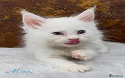 Maine Coon cats for sale: Championship line GCCF Maine Coon kittens  - Image 9