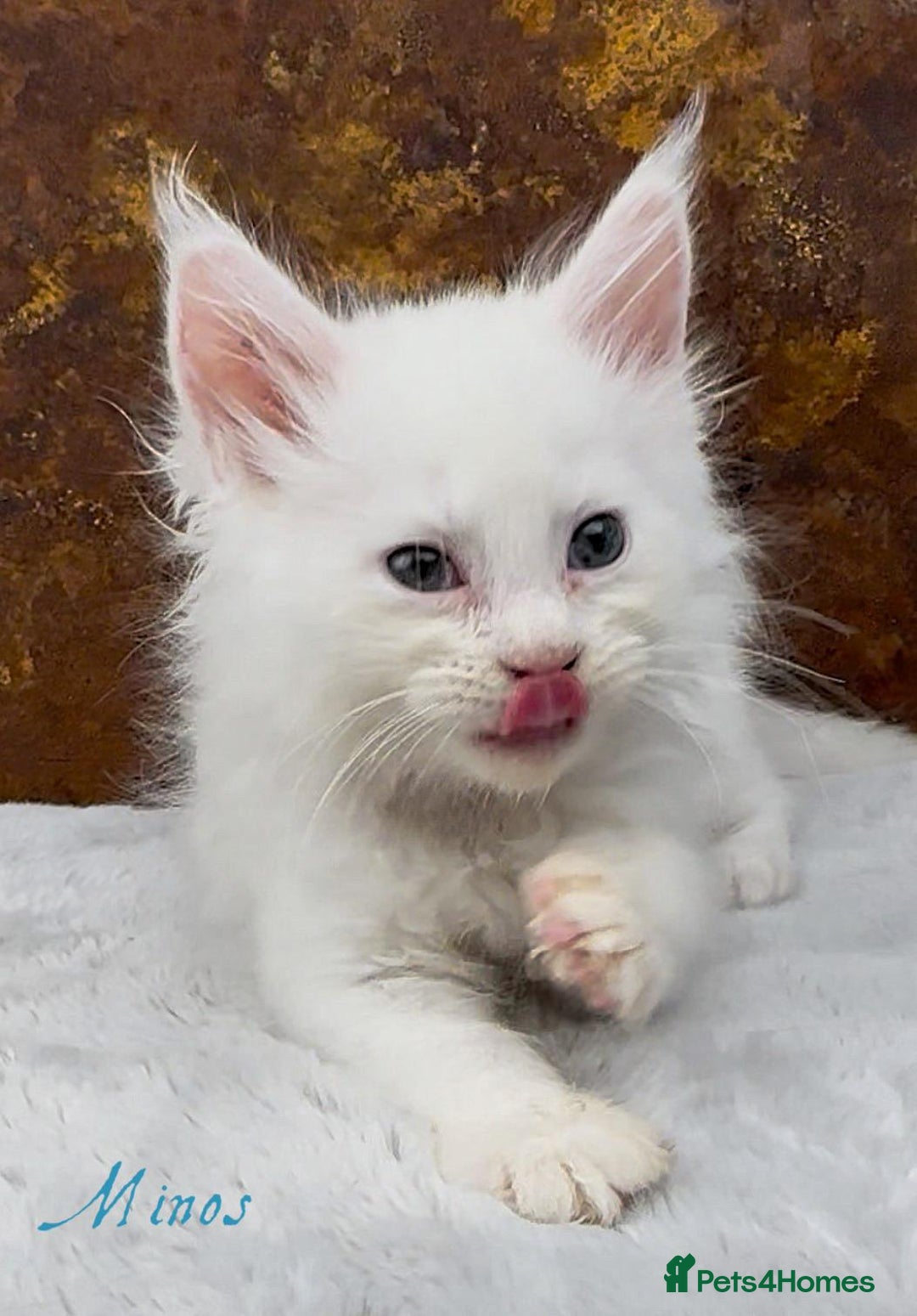 Maine Coon cats for sale: Championship line GCCF Maine Coon kittens  - Image 9