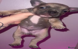 French Bulldog dogs for sale: French Bulldog Puppies  - Image 26