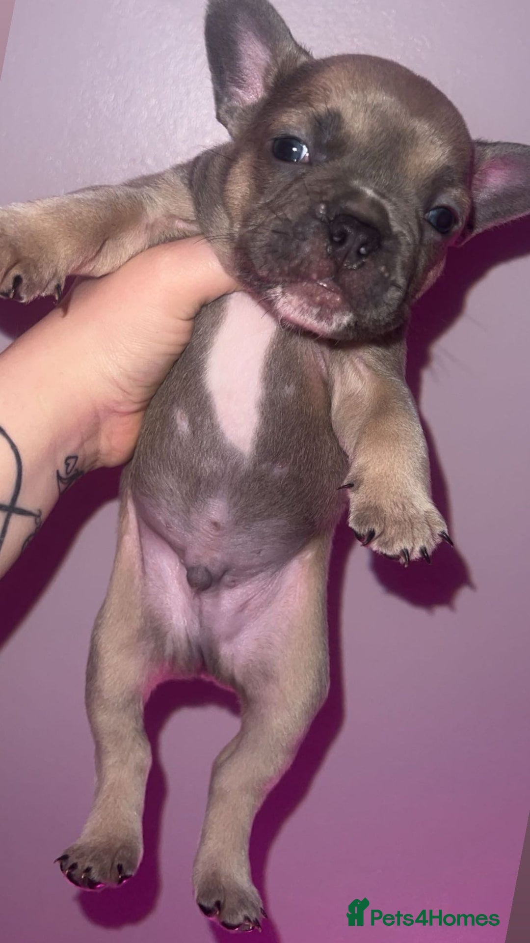 French Bulldog dogs for sale: French Bulldog Puppies  - Image 26