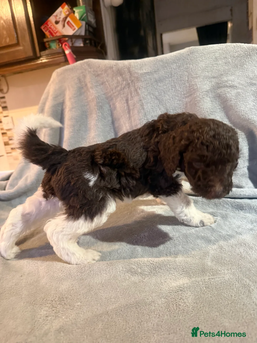 Standard Poodle dogs for sale: Standard poodle puppies  - Advert 9