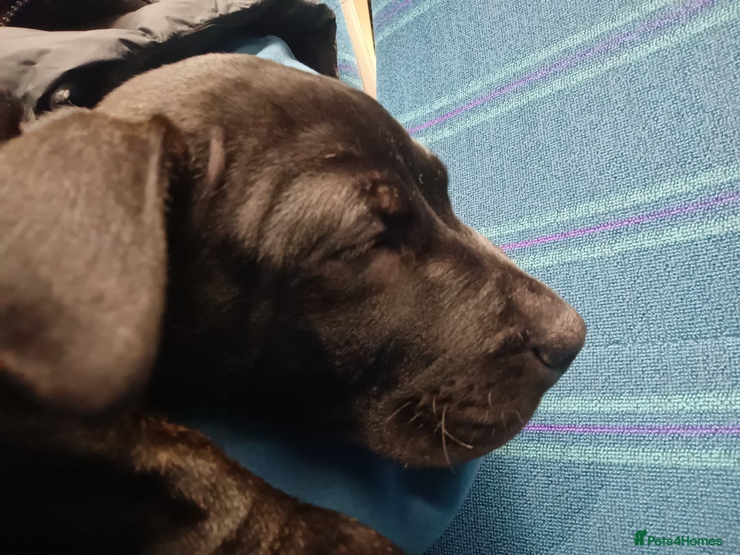 Staffordshire Bull Terrier dogs for sale: Callie - beautiful 12 week old female puppy staff - Advert 7