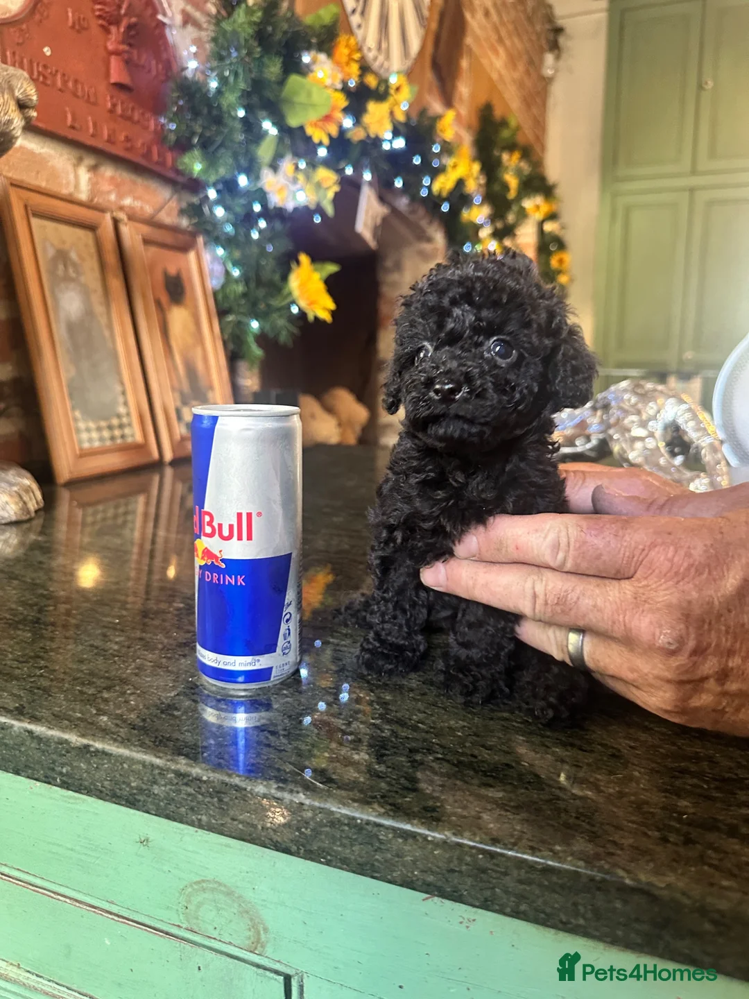 Toy Poodle dogs for sale: PERFECT LITTLE BLACK TOY BOY POODLE  - Advert 2