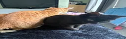 Mixed Breed cats for sale: Needs refining asap  - Advert 4
