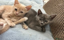 Ragdoll cats for sale: 6 beautiful well loved kittens. 2 girls remaining - Image 13