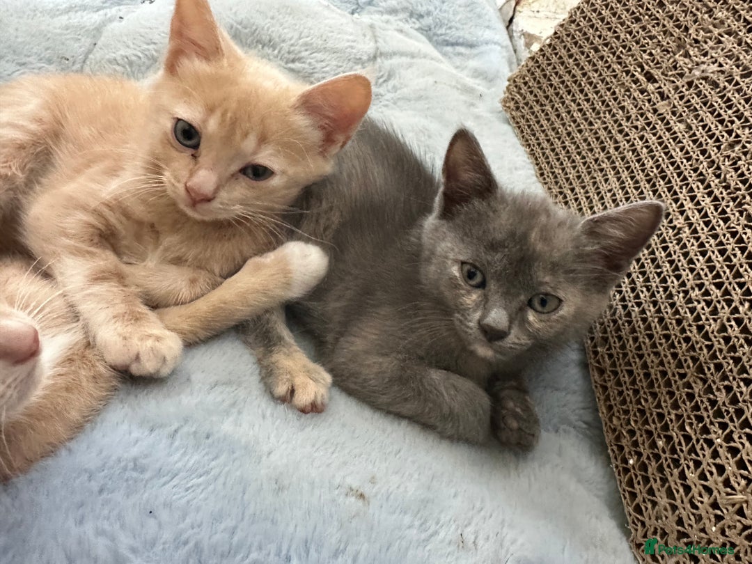 Ragdoll cats for sale: 6 beautiful well loved kittens. 2 girls remaining - Image 13
