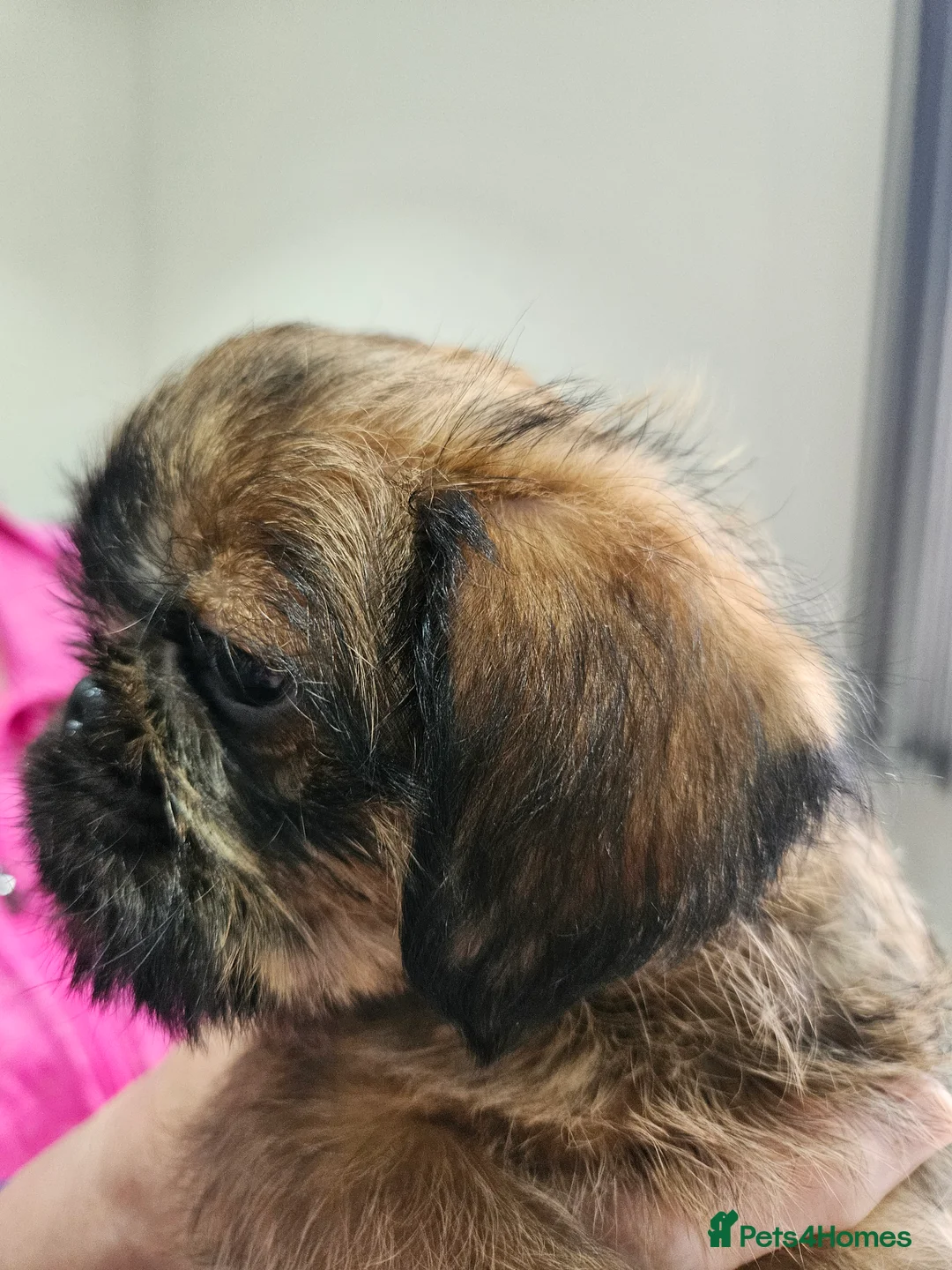 Griffon Bruxellois dogs for sale: Brux Beautys - Advert 6