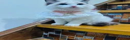 Ragdoll cats for sale:  🌸 GCCF/TICA Registered Pedigree Ragdoll Kittens  - Advert 23