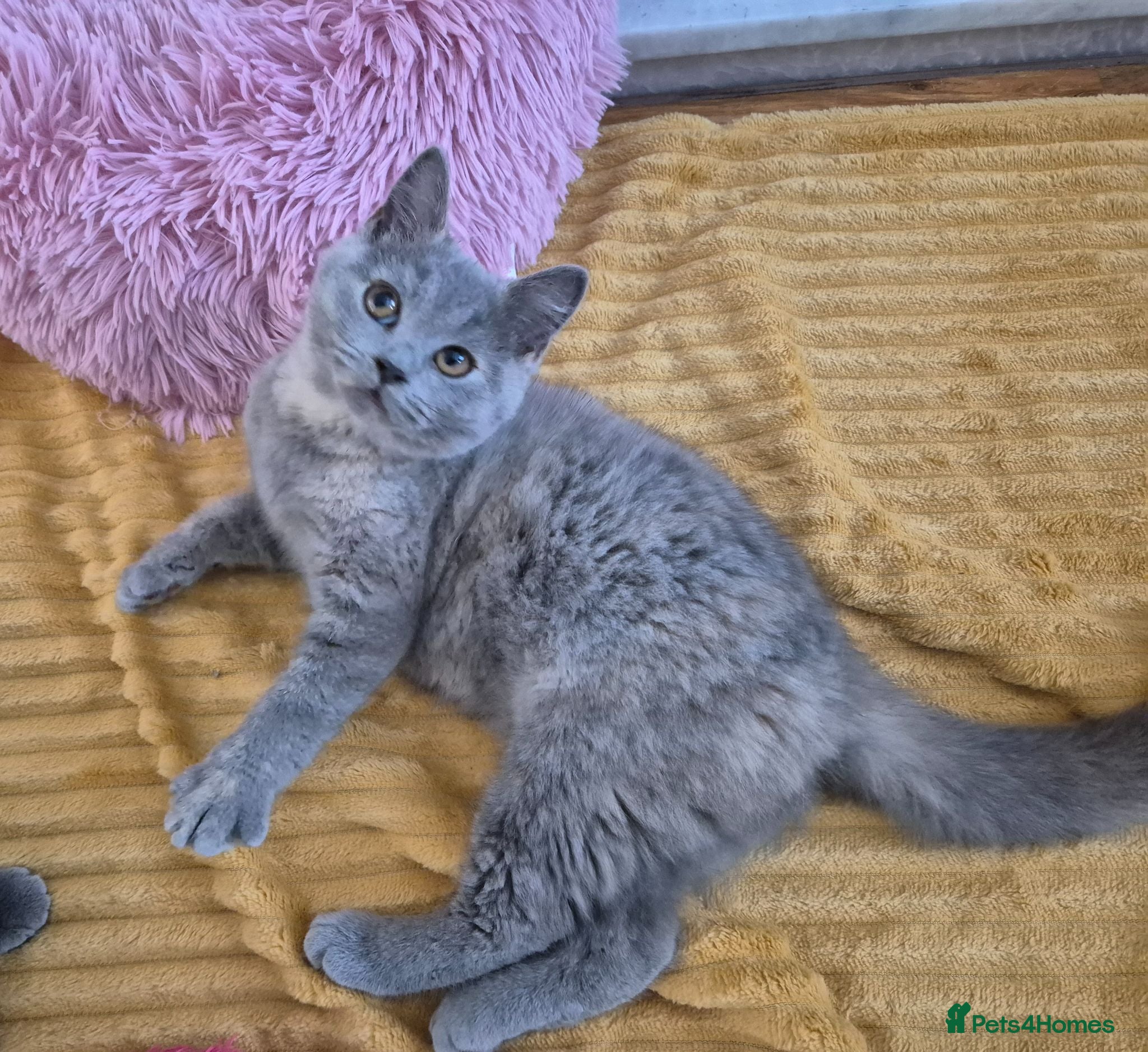 British Shorthair cats for sale:  Ready! GCCF parents with champions in line,BSH  - Advert 3