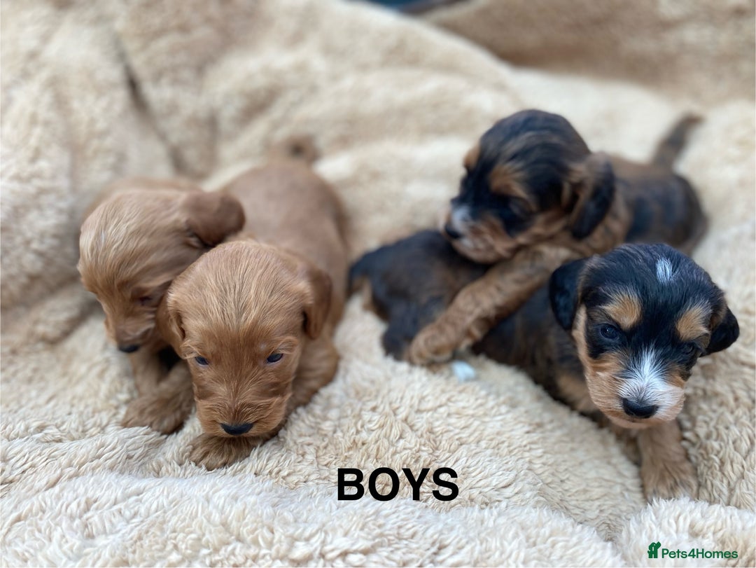 Cockapoo dogs for sale: F1 Cockapoo Puppies  - Image 7