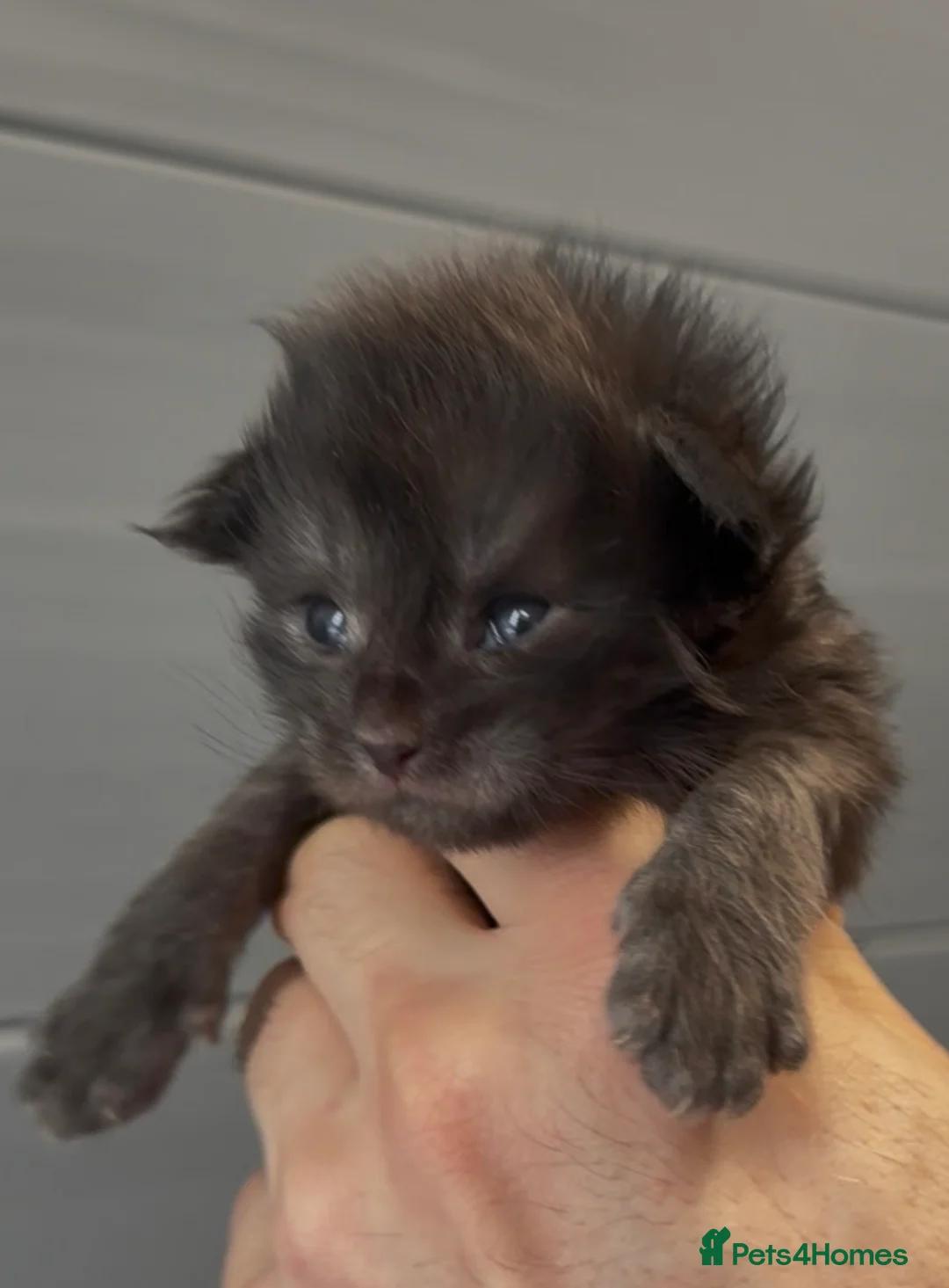 Maine Coon cats for sale: XL beautiful maine coon kittens  in Spalding - Advert 16