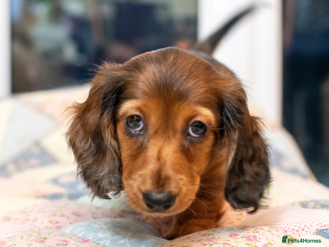 Miniature Dachshund dogs for sale:  Miniature Long-Haired Dachshund Puppies–Red Merle - Advert 17