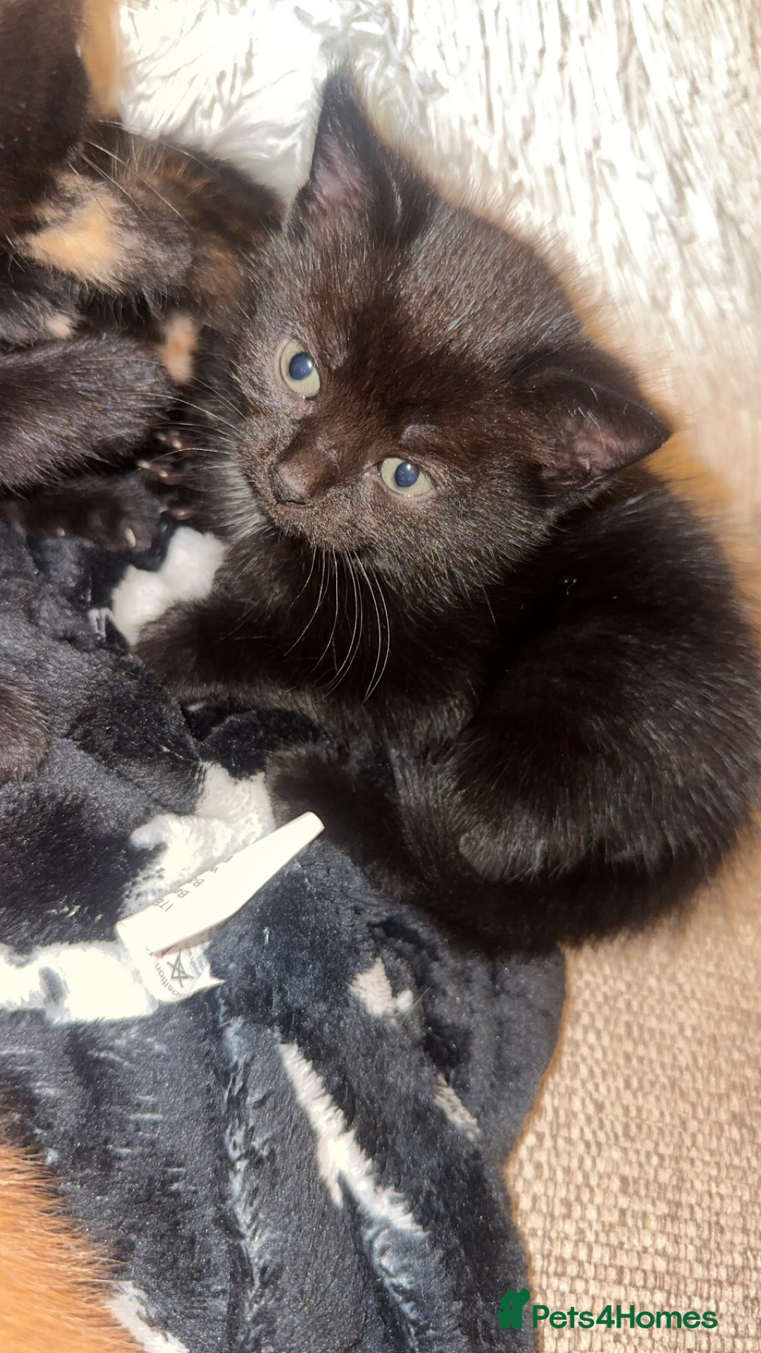 Domestic Shorthair cats for sale: 2 domestic shorthair kittens available  - Advert 1