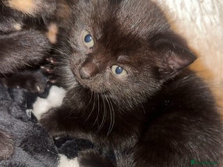 Domestic Shorthair cats 2 domestic shorthair kittens available - Advert 1