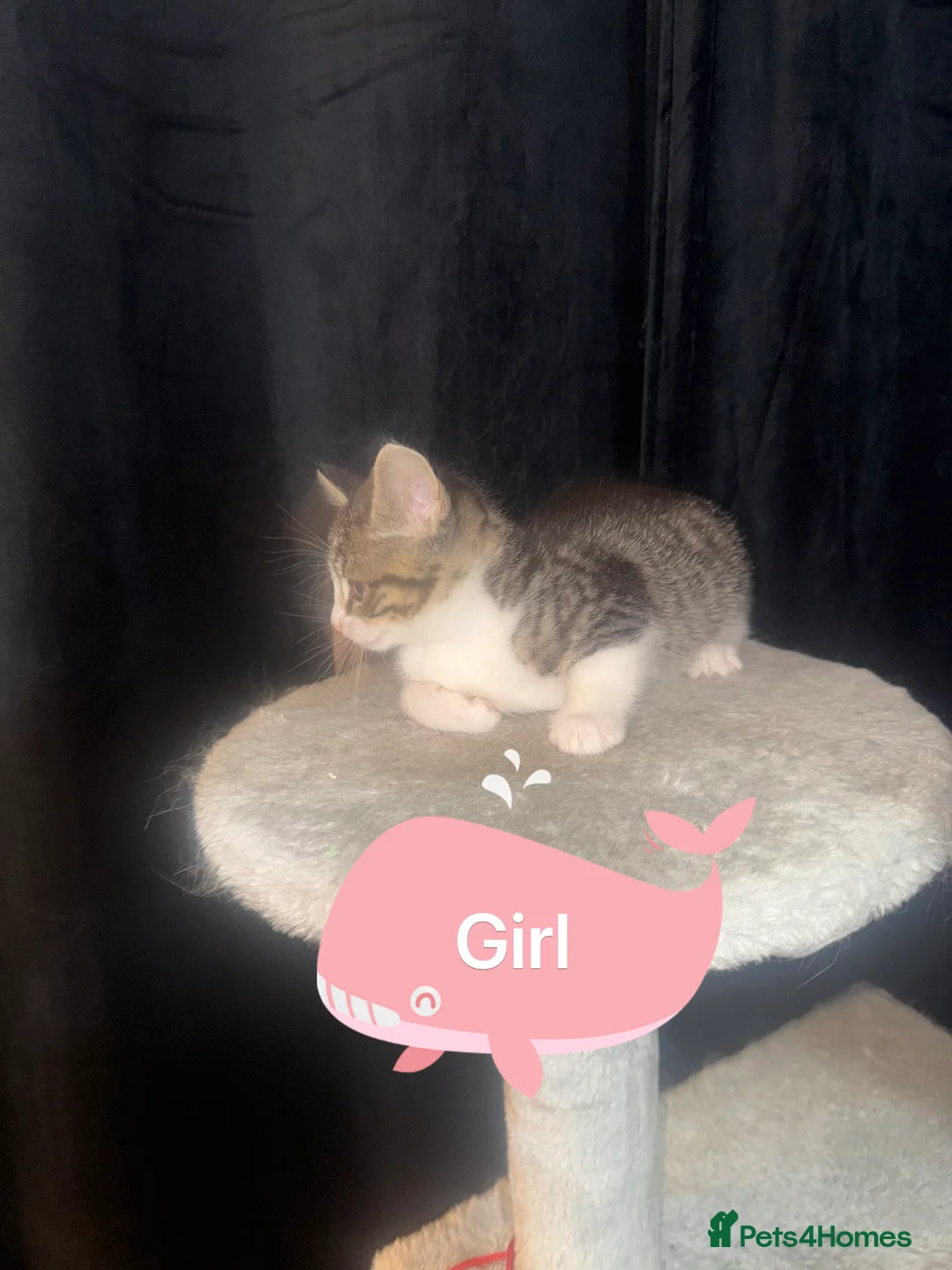 Mixed Breed cats for sale: Beautiful Chucky kittens for sale  - Advert 13