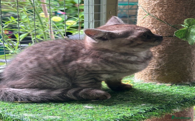 British Shorthair cats in Oldham - Advert 16