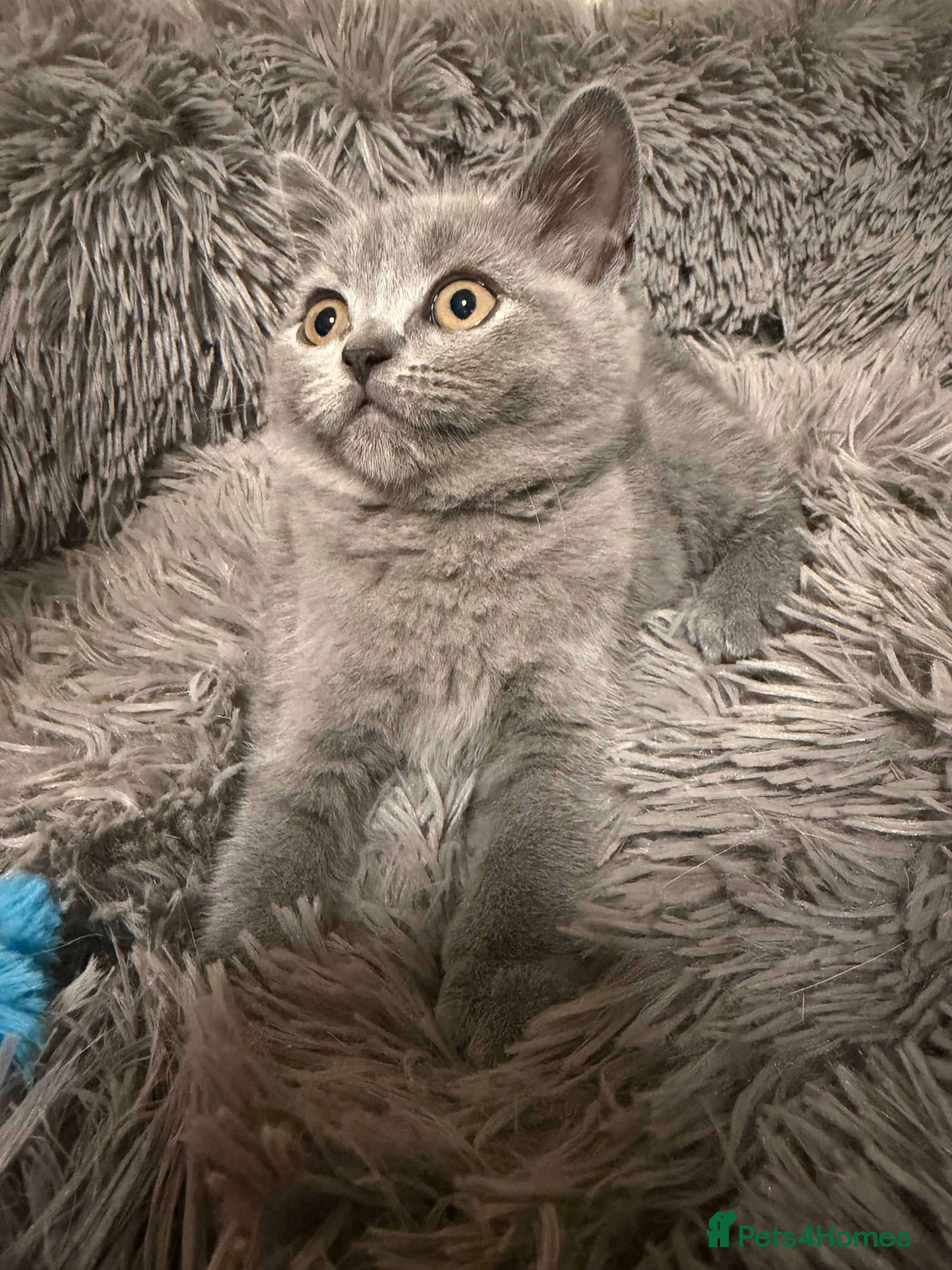 British Shorthair cats Beautiful British Shorthair Kittens  - Advert 2