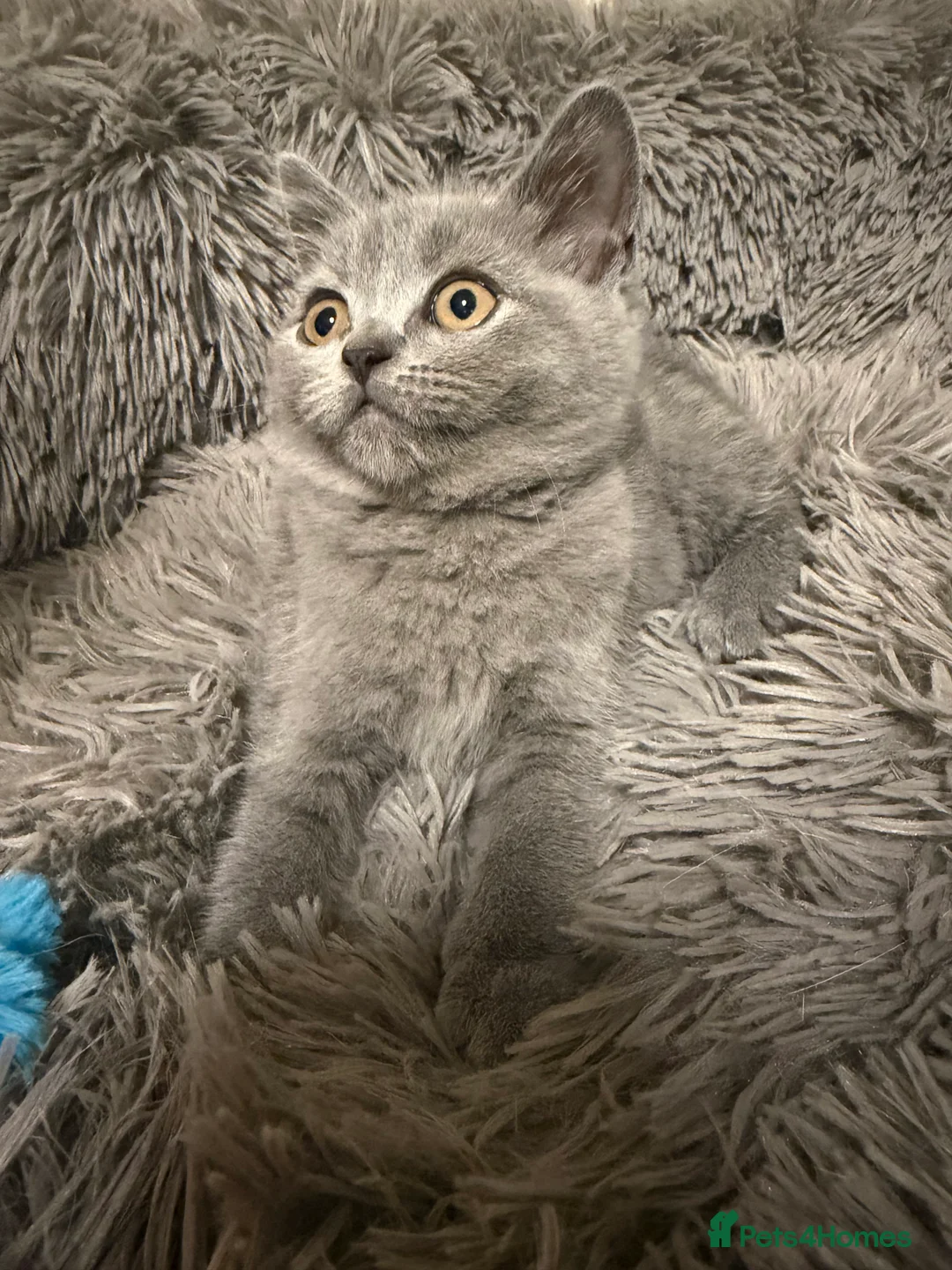 British Shorthair cats for sale: Beautiful British Shorthair Kittens  - Advert 2