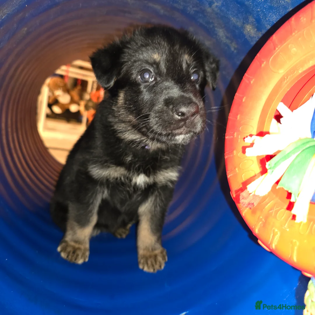 German Shepherd dogs for sale: Outstanding German Shepherd Puppies - Advert 14