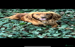 Cocker Spaniel dogs for stud: KC REGISTERED RED COCKER SPANIEL STUD PROVEN in Southampton - Image 2
