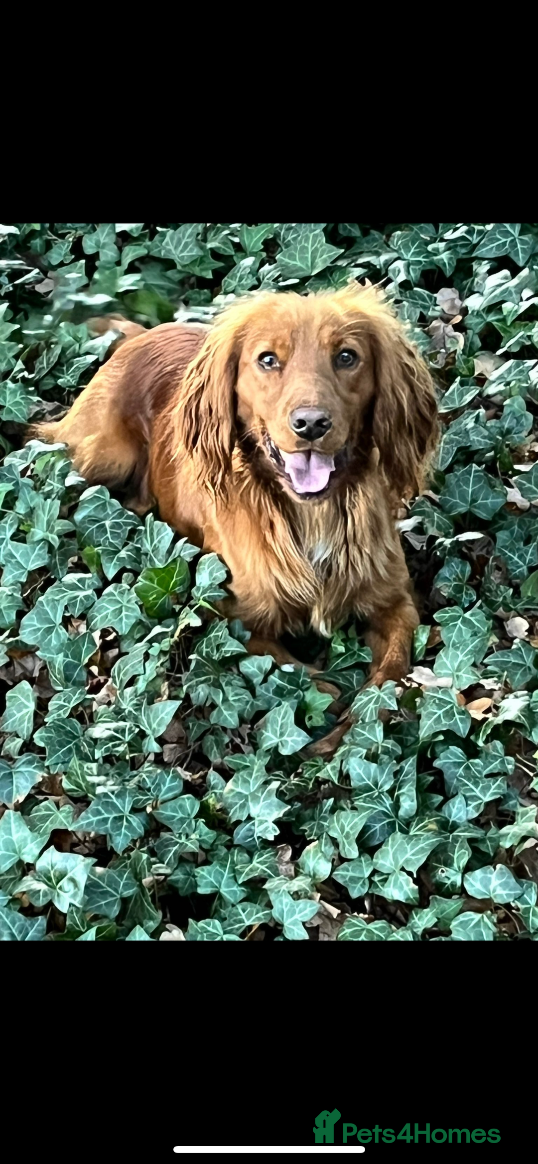 Cocker Spaniel dogs for stud: KC REGISTERED RED COCKER SPANIEL STUD PROVEN in Southampton - Image 2