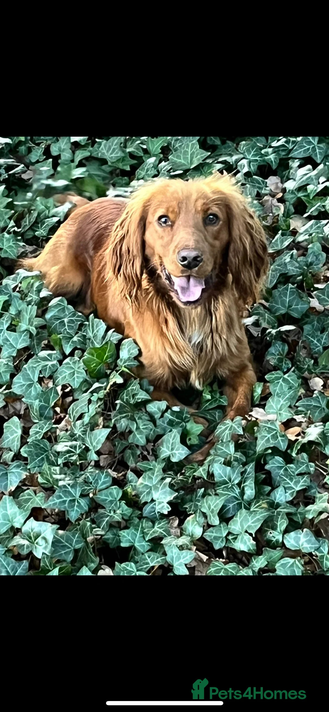 Cocker Spaniel dogs for stud: KC REGISTERED RED COCKER SPANIEL STUD PROVEN in Southampton - Advert 2