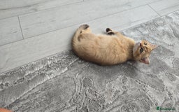 Scottish Fold cats for sale: REDUCED Due to time wasters AVAILABLE boy in Peterhead - Image 9
