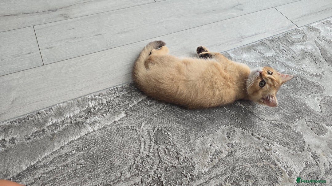 Scottish Fold cats for sale: REDUCED Due to time wasters AVAILABLE boy in Peterhead - Image 9