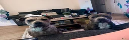 Staffordshire Bull Terrier dogs for sale: Staffordshire Bull terrier for sale  in Bath - Advert 3