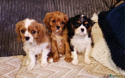 Cavalier King Charles Spaniel dogs for sale: Beautiful King Charles Cavalier Puppies - Image 9