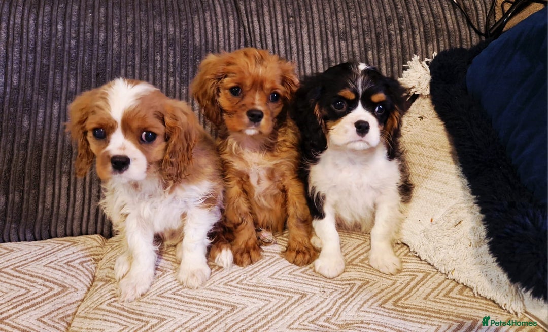 Cavalier King Charles Spaniel dogs for sale: Beautiful King Charles Cavalier Puppies - Image 9