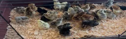 Mixed Breed poultry for sale: Day old/grower chicks in Salisbury - Advert 1