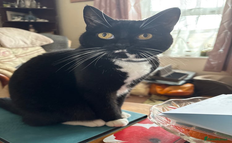 Domestic Shorthair cats - Advert 1