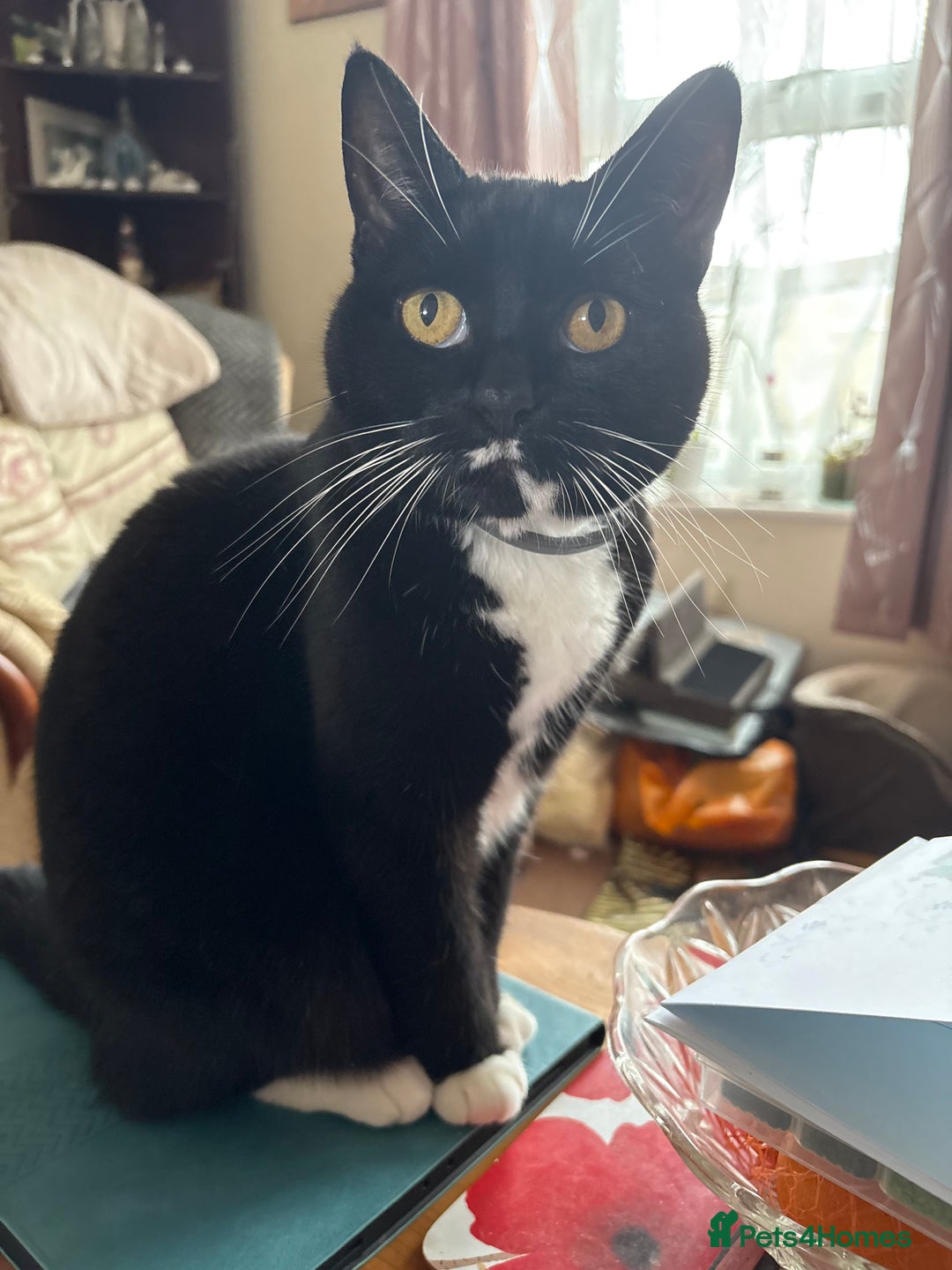 Domestic Shorthair cats for sale: Poppy & Kitty - Image 1