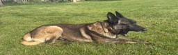 Belgian Shepherd Dog dogs for sale: SIMBA  in Romford - Advert 3