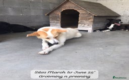 Mixed Breed dogs for adoption: Silas. 4 yrs approx. Available for adoption. in Brixham - Image 4