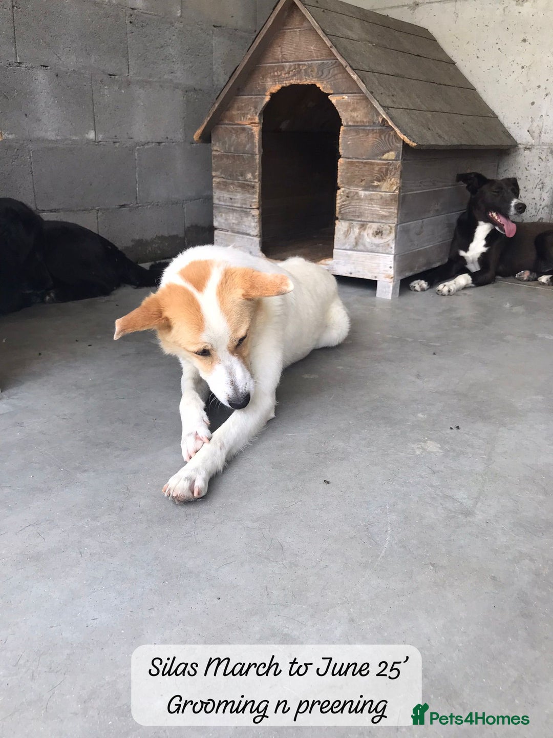 Mixed Breed dogs for adoption: Silas. 4 yrs approx. Available for adoption. in Brixham - Image 4