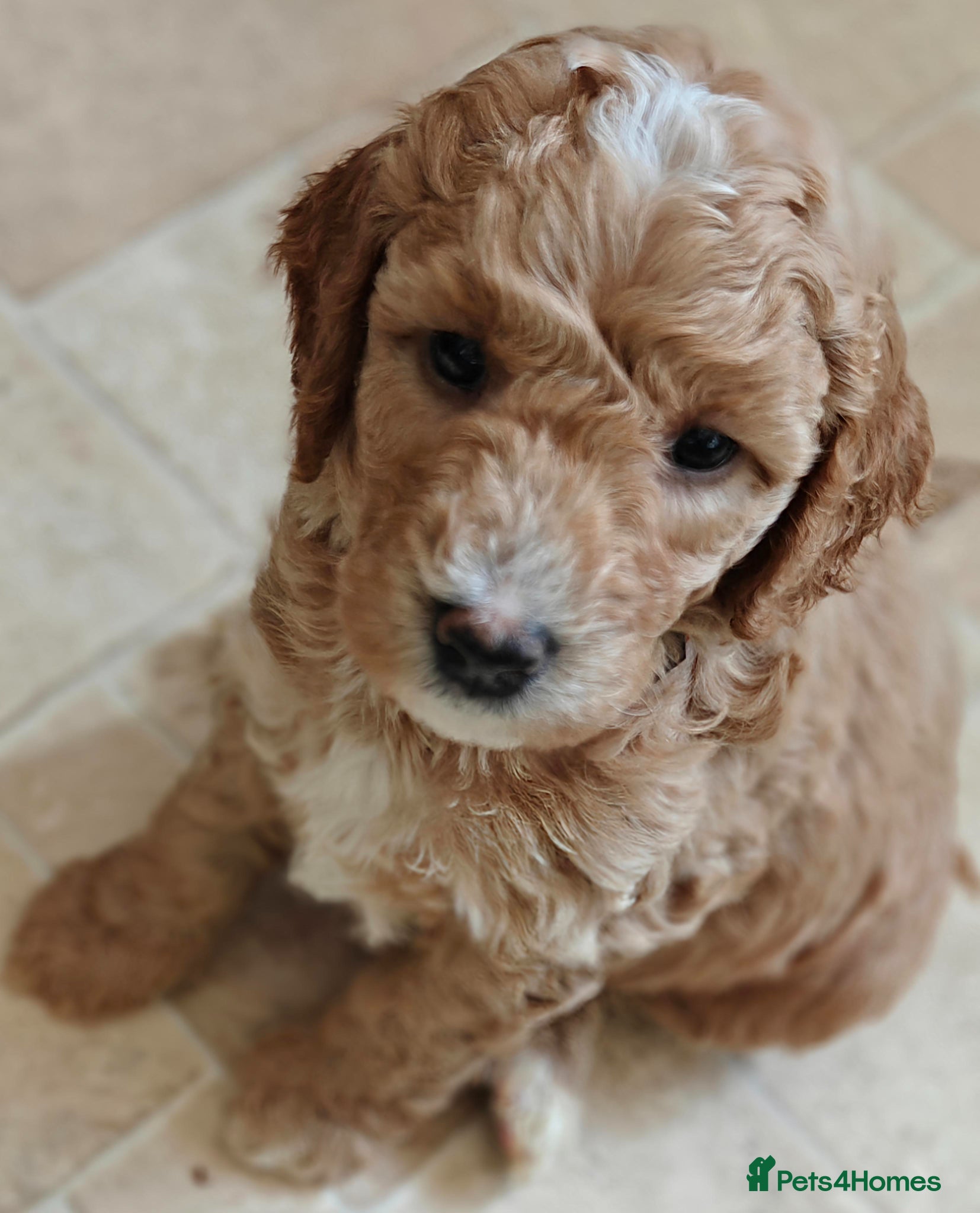 Cockapoo dogs Gorgeous F1B Cockapoo Puppies ready   - Advert 1