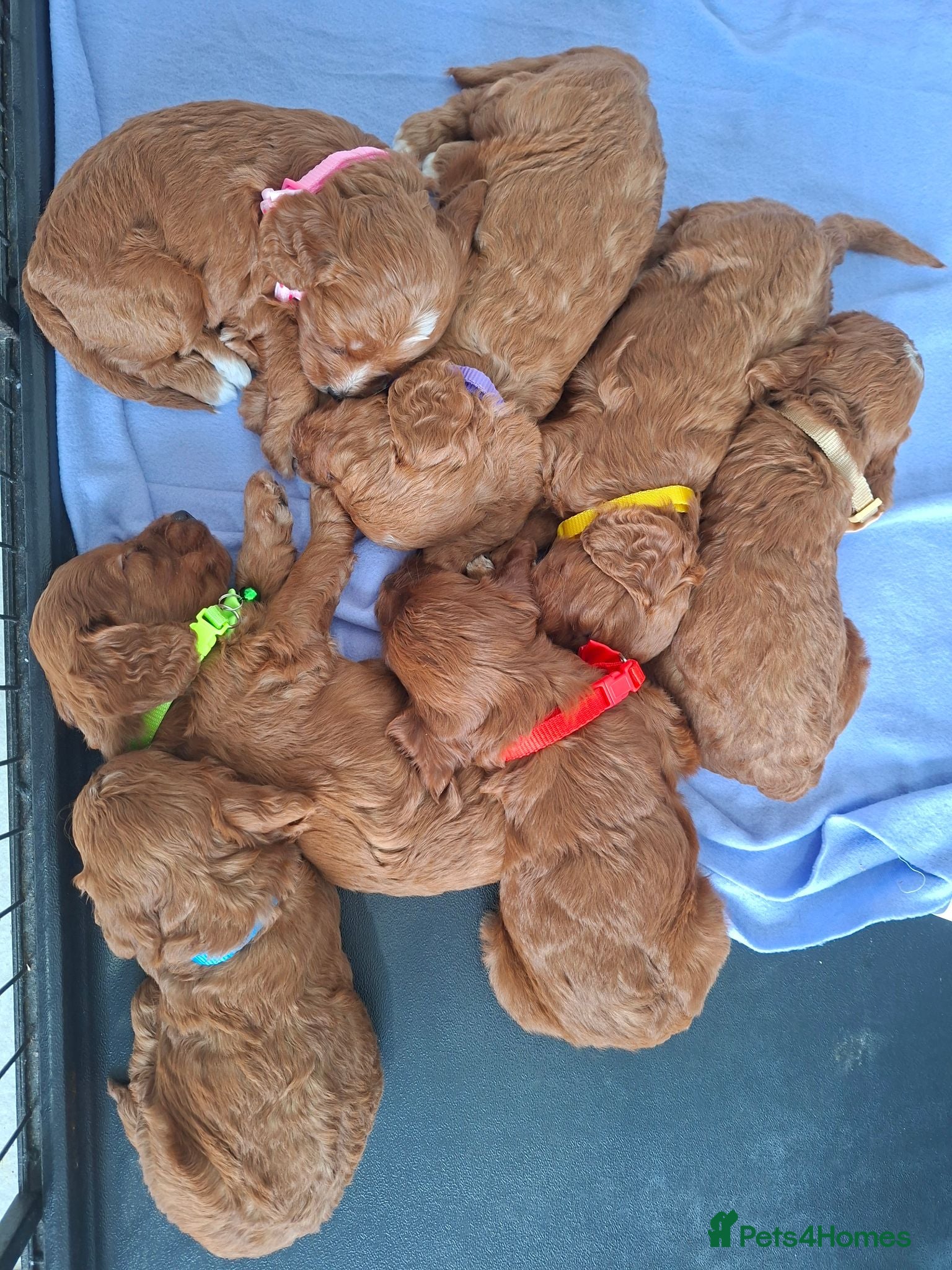 Cockapoo dogs Outstanding F1 Cockapoo pups 🐾 - Advert 2