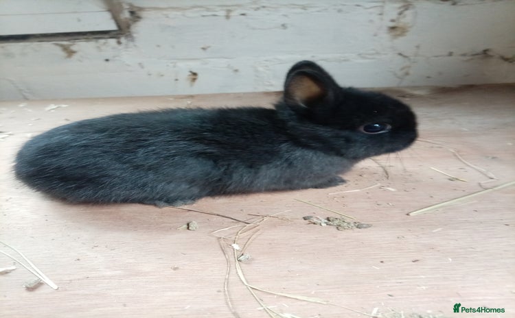 Netherland Dwarf rabbits - Advert 1