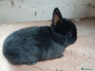 Netherland Dwarf rabbits - Advert 3