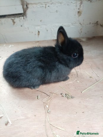 Netherland Dwarf rabbits - Advert 1
