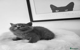 British Shorthair cats for sale: British shorthair kittens😻 - Image 12