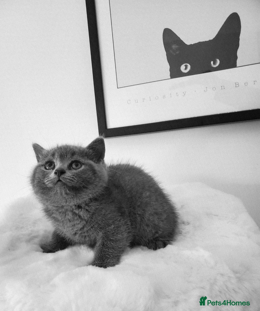 British Shorthair cats for sale: British shorthair kittens😻 - Image 12