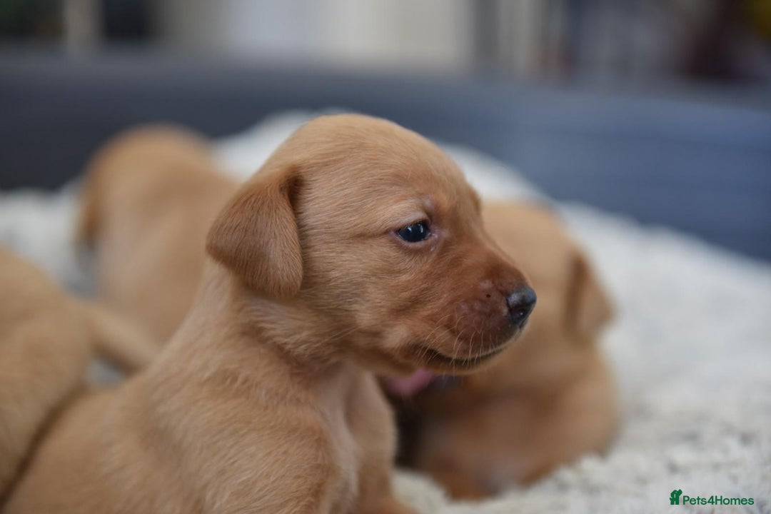 Labrador Retriever dogs for sale: Dark Red and Yellow KC reg DNA Clear Lab Puppies - Image 11