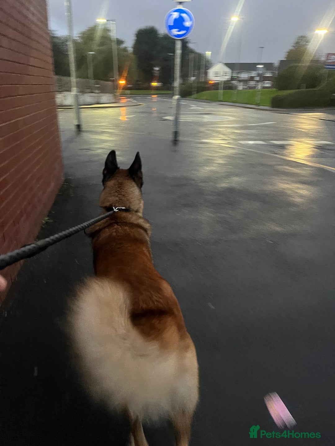 Mixed Breed dogs for sale: Blitz - Advert 4