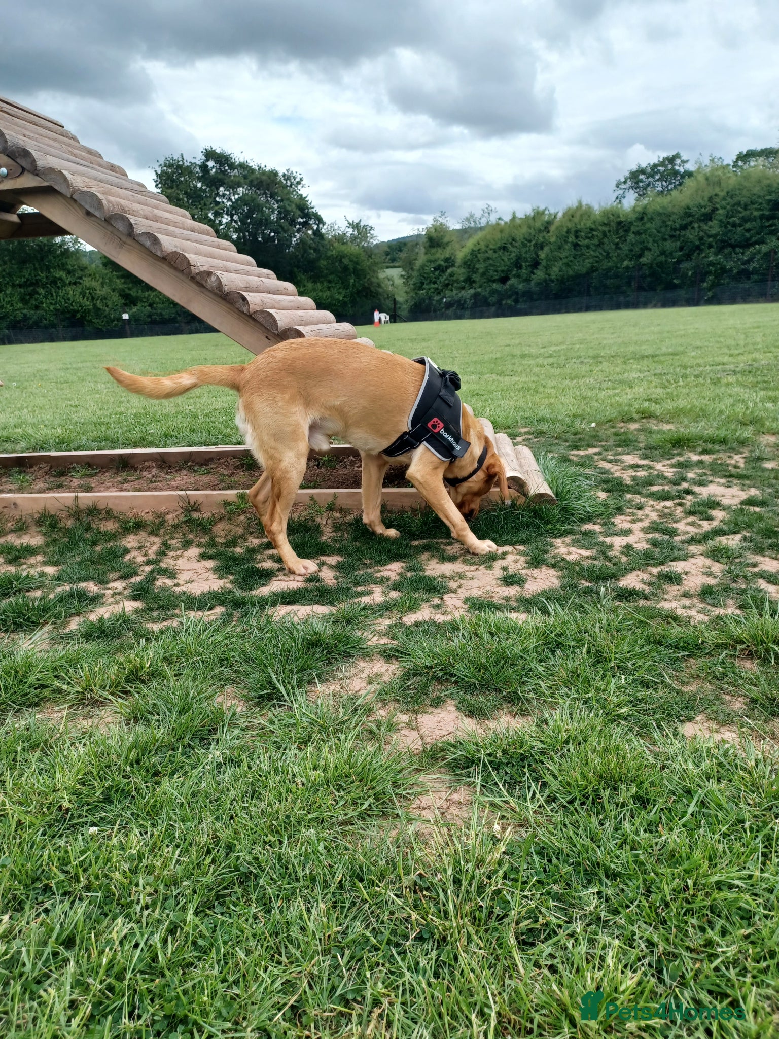 Labrador Retriever dogs for sale: Beautiful 20 month old red fox Labrador  in Hereford - Advert 4