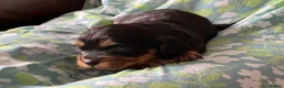 Cavapoo dogs for sale: Beautiful Cavapoo Puppies in Darlington - Advert 23